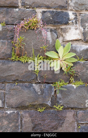 Fiori Selvatici e felci crescente in crepacci nel vecchio muro di pietra - Scozia, Regno Unito Foto Stock