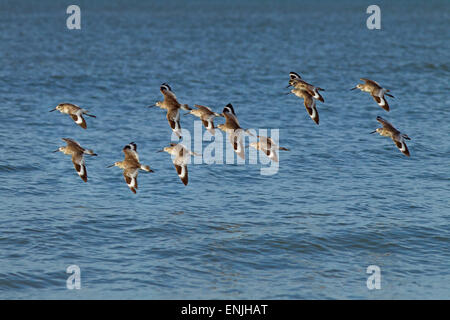 Willets Catoptrophorus semipalmatus gregge in volo costa del Golfo della Florida USA Foto Stock