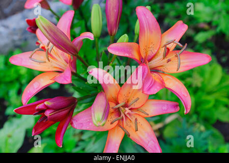 Bellissimi fiori di un giglio respinto e ancora gemme di colore verde Foto Stock