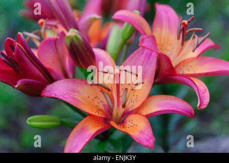 Bellissimi fiori di un giglio respinto e ancora gemme di colore verde Foto Stock