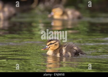 Pulcino di germano reale (Anas platyrhynchos), Hesse, Germania Foto Stock