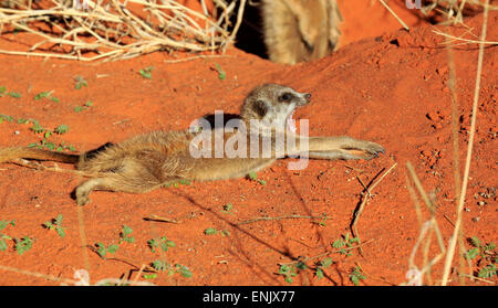 Meerkat (Suricata suricatta), Giovani in den, riscaldamento fino al sole del mattino, Tswalu Game Reserve, Deserto Kalahari, Capo Nord Foto Stock
