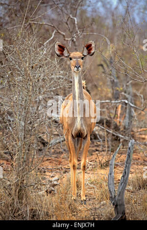 Kudu maggiore (Tragelaphus strepsiceros), Adulto, femmina, Kruger National Park, Sud Africa Foto Stock