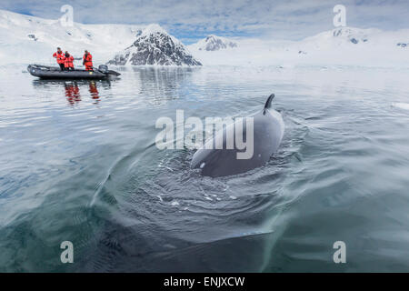 Un curioso Antartico minke whale (Balaenoptera bonaerensis) si avvicina lo zodiaco in Neko Harbour, l'Antartide, regioni polari Foto Stock
