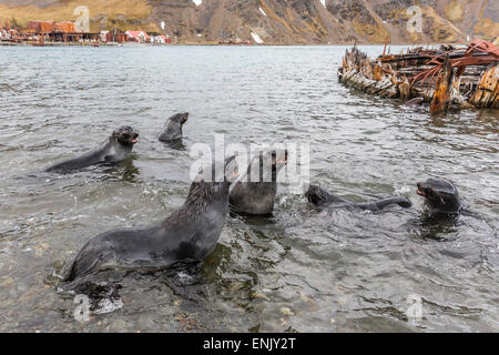 Antartico giovani foche (Arctocephalus gazella) lotta simulata di Grytviken Harbour, Georgia del Sud e le regioni polari Foto Stock