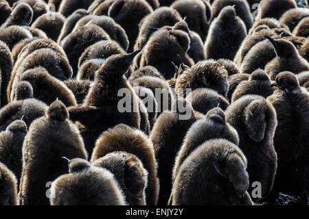 I capretti re pinguini (Aptenodytes patagonicus) a colonia di allevamento a Salisbury Plain, Georgia del Sud e le regioni polari Foto Stock