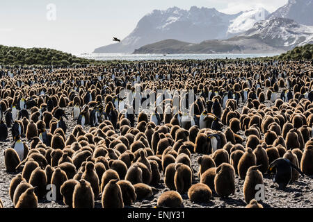 Adulto e bambino re pinguini (Aptenodytes patagonicus), a colonia di allevamento a Salisbury Plain, Georgia del Sud e le regioni polari Foto Stock