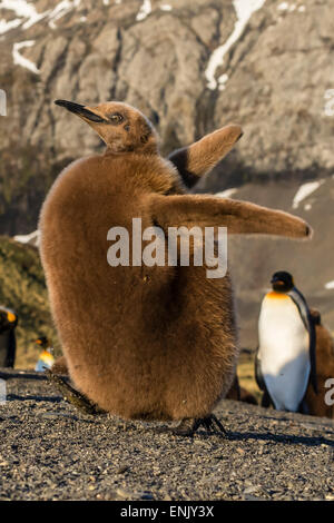 Re pinguino pulcino (Aptenodytes patagonicus), display estatica nel porto di oro, Georgia del Sud e le regioni polari Foto Stock