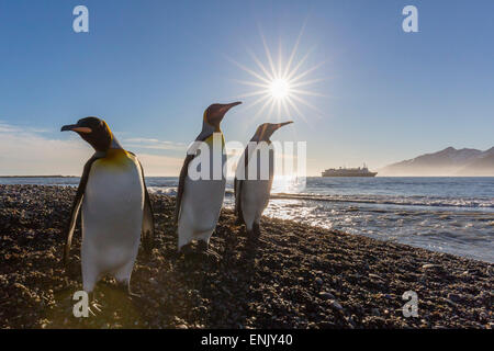Re pinguini (Aptenodytes patagonicus) all'alba, in st Andrews Bay, Georgia del Sud e le regioni polari Foto Stock
