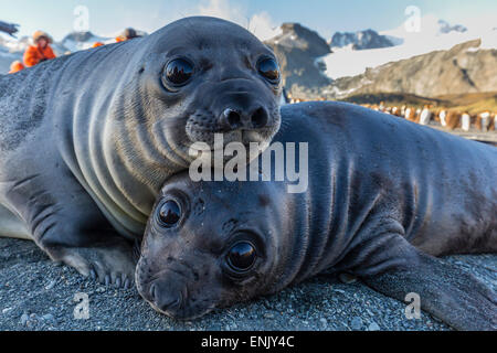 Elefante meridionale cuccioli di foca (Mirounga leonina), Oro Harbour, Georgia del Sud e le regioni polari Foto Stock