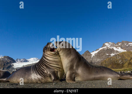 Maschio di elefante meridionale cuccioli di foca (Mirounga leonina) mock-fighting, oro Harbour, Georgia del Sud e le regioni polari Foto Stock