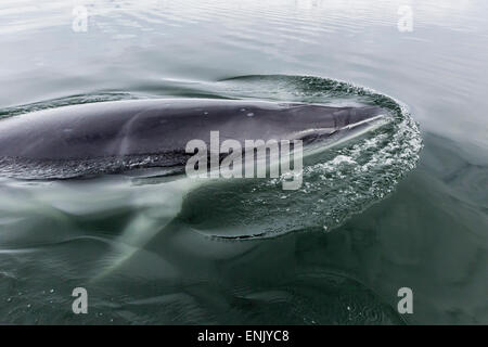 Un curioso Antartico minke whale (Balaenoptera bonaerensis) in Neko Harbour, l'Antartide, regioni polari Foto Stock