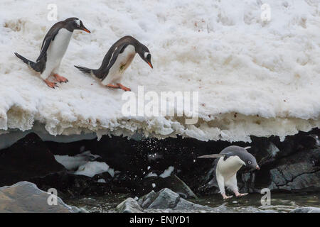 I pinguini di Gentoo (Pygoscelis papua) saltando in mare con Adelie penguin allo stand isola, Antartide, regioni polari Foto Stock