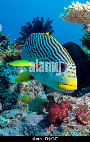 Striped sweetlips, Nord Ribbon Reef, della Grande Barriera Corallina, Queensland, Australia Foto Stock