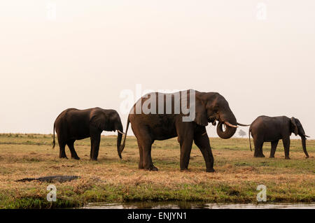 L'elefante africano (Loxodonta africana), Chobe National Park, Botswana, Africa Foto Stock