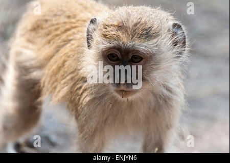 Vervet monkey (Cercopithecus aethiops), Chobe National Park, Botswana, Africa Foto Stock