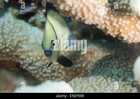 Dascyllus reticolato (Dascyllus reticulans), Queensland, Australia Pacific Foto Stock