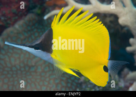 Longnose butterflyfish, atto ad alimentare in fessure nella barriera corallina e snips morbido pezzi di coralli, Queensland, Australia Foto Stock