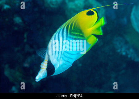 Pinna Thread butterflyfish (Chaetodon auriga), di solito visto in coppie, Queensland, Australia Pacific Foto Stock