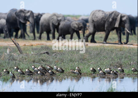 Rosso-fatturati teal (Anas erythrorhyncha), Savuti Marsh, Chobe National Park, Botswana, Africa Foto Stock
