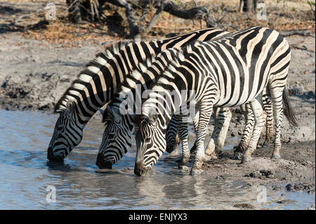 La Burchell zebre (Equus burchelli), Khwai concessione, Okavango Delta, Botswana, Africa Foto Stock