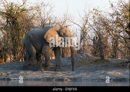 Elefante africano (Loxodonta africana), Khwai concessione, Okavango Delta, Botswana, Africa Foto Stock