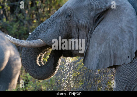 Elefante africano (Loxodonta africana), Khwai concessione, Okavango Delta, Botswana, Africa Foto Stock