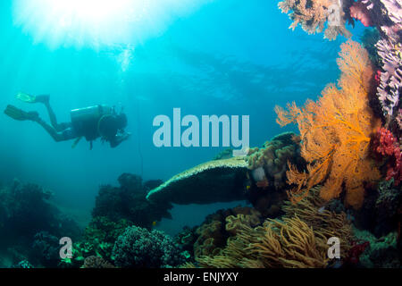Scuba Diver nuoto con Gopro nel paesaggio di corallo a Thetford Reef sulla Grande Barriera Corallina, Cairns, Queensland, Australia Foto Stock