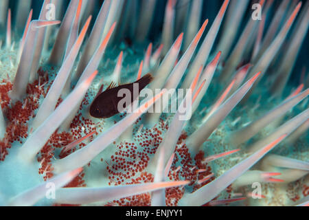 Il piccolo pesce si nasconde nelle spine velenose di una corona di spine starfish (Acanthaster planci), Cairns, Queensland, Australia Foto Stock
