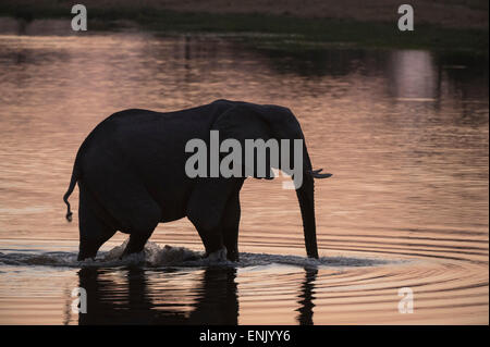 Elefante africano (Loxodonta africana), Khwai concessione, Okavango Delta, Botswana, Africa Foto Stock