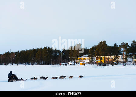 Lo sleddog, Jokkmokk, Lapponia, a nord del circolo polare artico, Svezia, Scandinavia, Europa Foto Stock