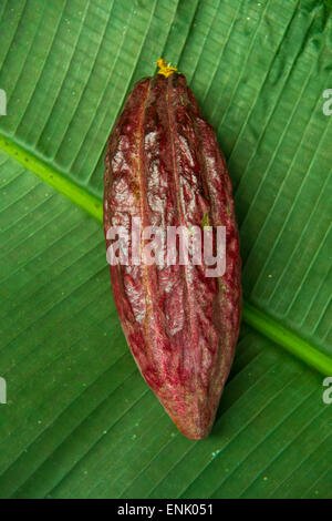 La fava di cacao (bean di cacao (Theobroma cacao), piantagione Roca Monte Cafe, Sao Tomé, Sao Tome e Principe, Oceano Atlantico Foto Stock