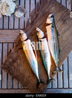 Sgombro pesce, Grebbestad, regione di Bohuslan, nella costa occidentale della Svezia, Scandinavia, Europa Foto Stock