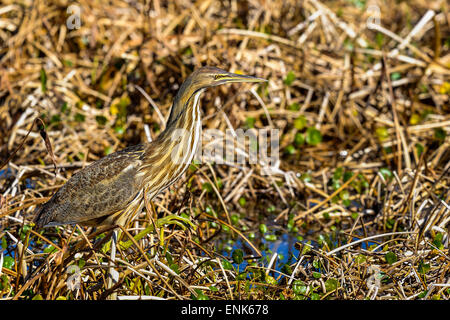 American tarabuso, botaurus lentiginosus Foto Stock