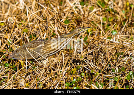 American tarabuso, botaurus lentiginosus Foto Stock