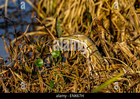 American tarabuso, botaurus lentiginosus Foto Stock