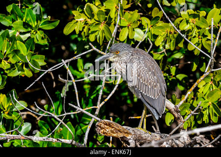 Nitticora, Nycticorax nycticorax Foto Stock