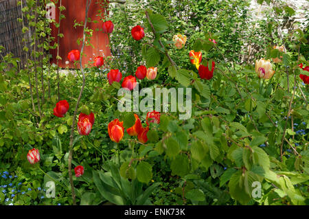 I tulipani, Physic Garden, Cowbridge, Vale of Glamorgan, South Wales, Regno Unito. Foto Stock