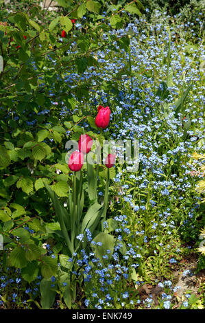 Tulipani e non ti scordar di me, Physic Garden, Cowbridge, Vale of Glamorgan, South Wales, Regno Unito. Foto Stock