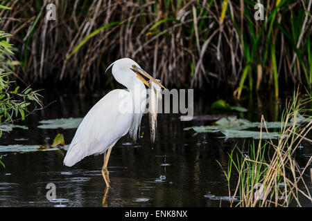 Grande airone bianco (a.k.a. airone blu), Everglades, Florida Foto Stock