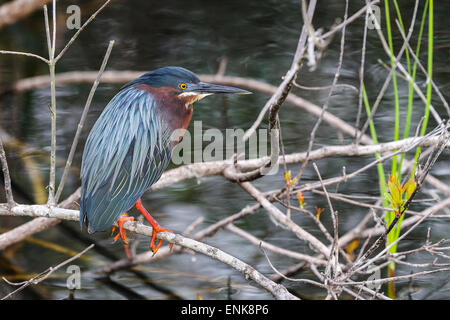 Green heron, butorides virescens, Everglades, Florida Foto Stock