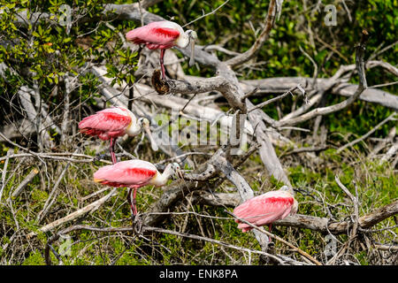 Roseate spoonbill, platalea ajaja, Everglades, Florida Foto Stock