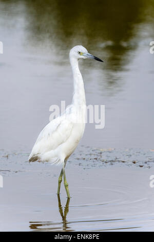 Egretta caerulea, piccolo airone cenerino, Everglades, Florida Foto Stock