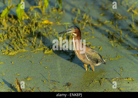 Green heron, butorides virescens, viera, Florida Foto Stock