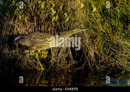 American tarabuso, botaurus lentiginosus,-Merritt Island, Florida Foto Stock