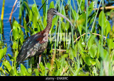 Ibis lucido, Plegadis falcinellus, viera, Florida Foto Stock