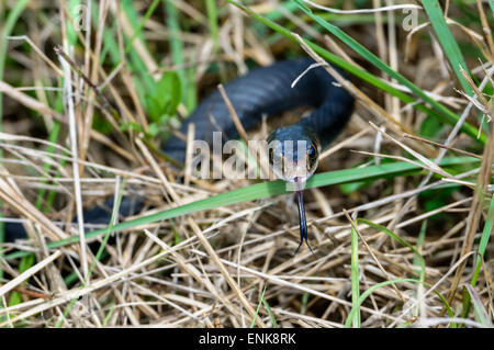 Coluber constrictor Priapo, southern black racer, viera, Florida Foto Stock