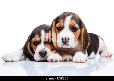 I due cuccioli di beagle giacente sullo sfondo bianco Foto Stock