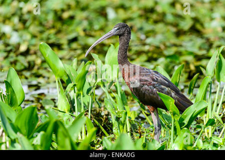 Ibis lucido, Plegadis falcinellus, cerchio b bar riserva, Florida Foto Stock