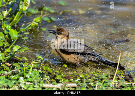 Barca-tailed grackle, quiscalus principali Foto Stock